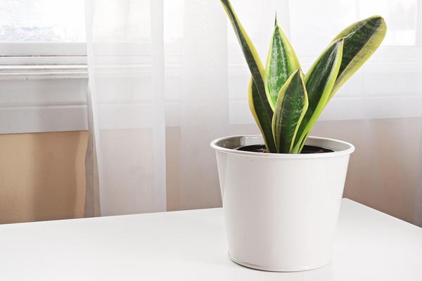 sansevieria-plantas-para-refrescar-tu-hogar