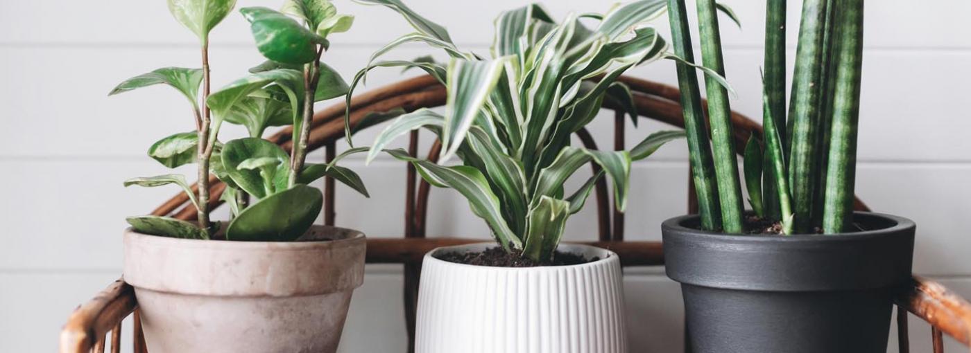 8 plantas que refrescarán tu hogar