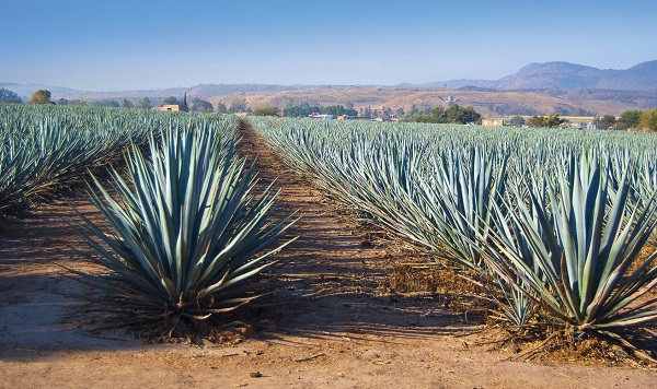 mezcal espadn