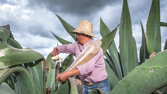 maguey pulquero