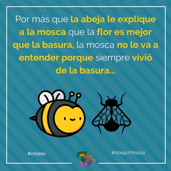 abeja y mosca