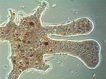 amoeba