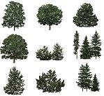 arboles