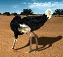 avestruz.... no quiere ver sol 