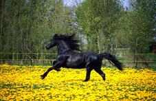 caballo corriendo