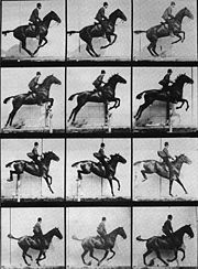 caballo en movimiento