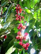planta de cafe, aroma de chiapas