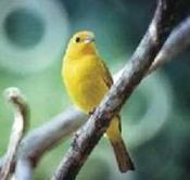 canario