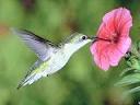 colibri, puede volar pero es pequeña en conocimiento