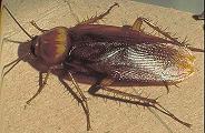 la cucaracha
