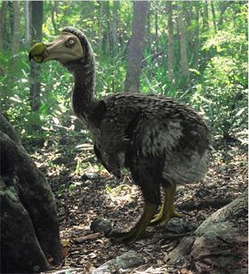 pajaro dodo