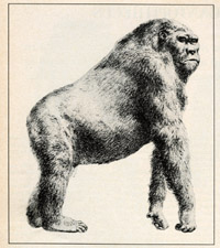 king kong