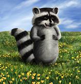 mapache