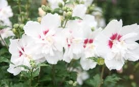 Día Mugunghwa, Flor Nacional de Corea del Sur Día Mugunghwa, Flor Nacional de Corea del Sur