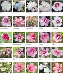 Día Mugunghwa, Flor Nacional de Corea del Sur Día Mugunghwa, Flor Nacional de Corea del Sur