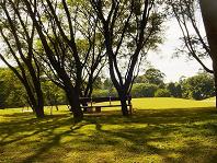 parque y arboles