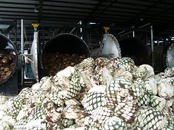 pinas para elaboraci�n del tequila
