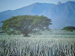 la tetilla en el volcan de tequila