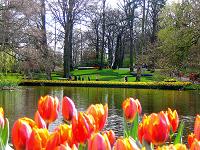 tulipanes en holanda